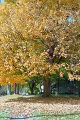 Fall Tree 2005