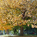 Fall Tree 2005