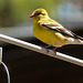 Day 2, American Goldfinch male, Rondeau PP