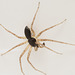 Spider IMG2876