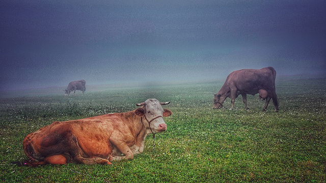 Krave u magli