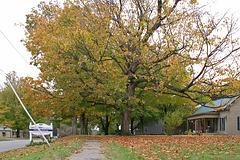 Fall Tree 2006