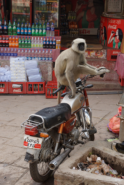 Monkey on a Motorcycle