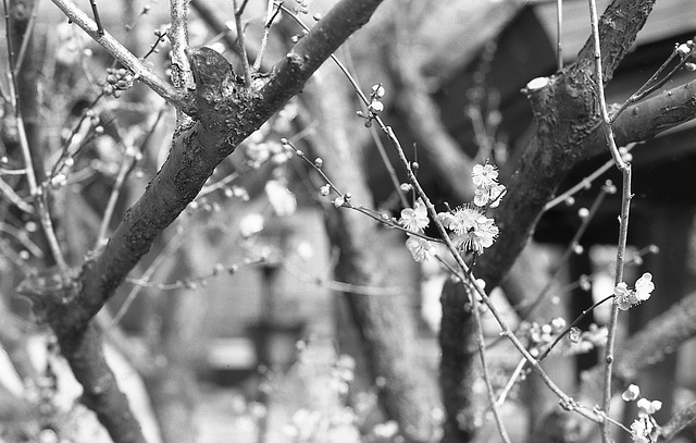 Prunus mume_7