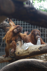 Sumatra-Orang-Utans (Zoo Zürich)