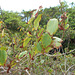 DSCN1245 - folhas de marmeleiro-da-praia Dalbergia ecastaphyllum, Fabaceae