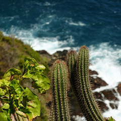 Cacti on Little Tobago, Day 3