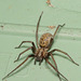 Spider IMG2922