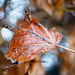 Das Blatt in der Hecke :))  The leaf in the hedge :))  La feuille dans la haie :))