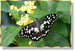 Citrus-Schwalbenschwanz. (Papilio demodocus) ©UdoSm