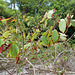 DSCN1247 - folhas de marmeleiro-da-praia Dalbergia ecastaphyllum, Fabaceae