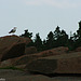 Birds on Rocks (1)