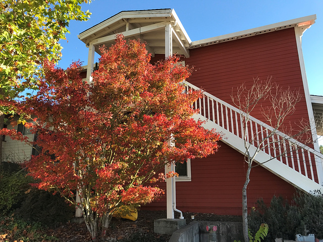 A Red House with a Red Tree
