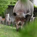 Papa Nashorn (Zoo Zürich)