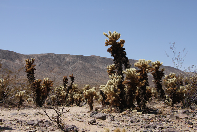 cholla cactus garden