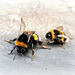 Bee Mating !!