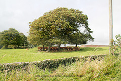Cattle sheltering from the rain - Bishopstone - 7 8 2021