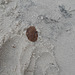 DSCN1250 - semente de marmeleiro-da-praia Dalbergia ecastaphyllum, Fabaceae