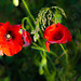 Poppies on a Roadside Verge