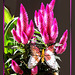 Silber-Brandschopf - Celosia argentea var plumosa. ©UdoSm