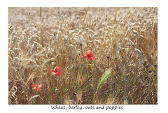 Multi-grain cereals & poppies - Bishopstone  - 8.8.2015