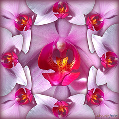 Naturwunder Orchidee