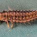 Ladybird Larva IMG 9997v2