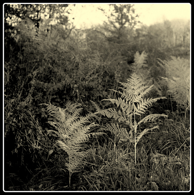 Roadside Ferns