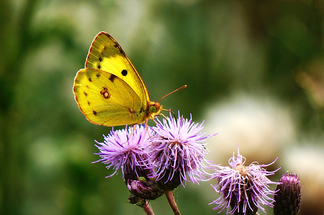 Letzter Sommergruß -Last summer greetings