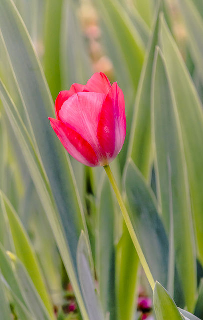 tulipán de novena generación