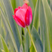 tulipán de novena generación