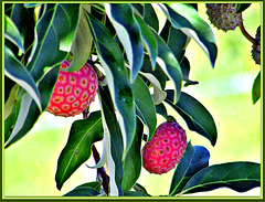 Tree Strawberries