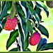 Tree Strawberries