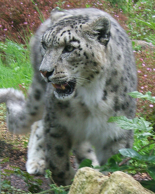 Snow Leopard at Marwell 2