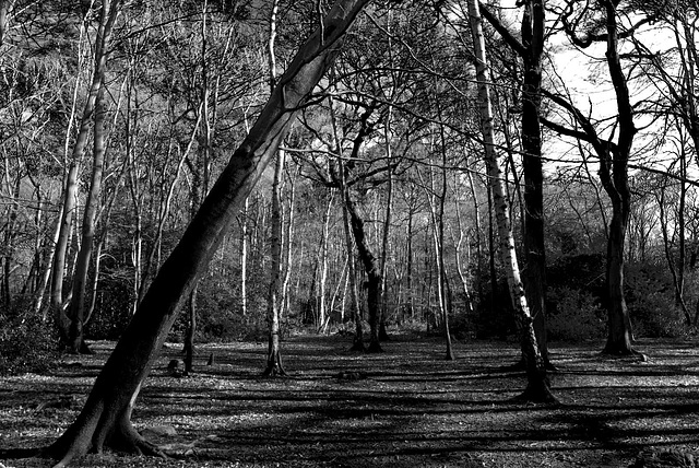 Monochrome woodland scene.