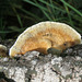 Fungus on a fallen log