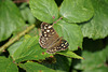 Speckled Wood Butterfly - 24 August 2015