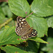 Speckled Wood Butterfly - 24 August 2015