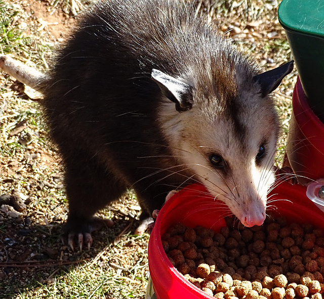 Young Possum feeding ! 3-1-2018