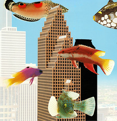 fish in the city