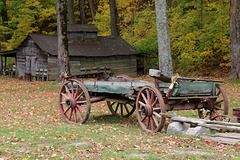Old wagon in the woods
