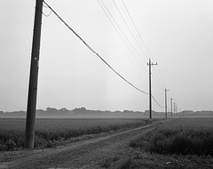 Telephone poles in the fields