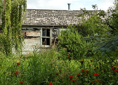Old cabin on Gottlob Schmidt's (Schmitty's) land