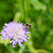 Winzige Biene an Witwenblume