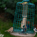 bird feeder visitors