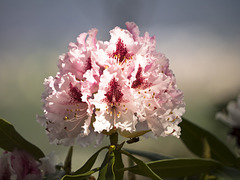 It gives off a light from the Rhododendron
