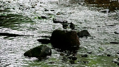 Dipper being fed by Parent