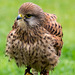 Cheshire falconry (9)