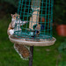 Juvenile Bullfinch and 'monster' Grey Squirrel