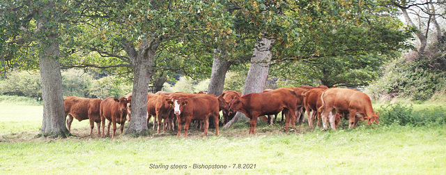 Staring steers - Bishopstone - 7 8 2021